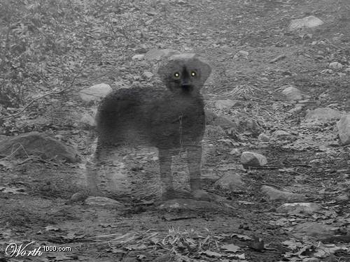 perro fantasma