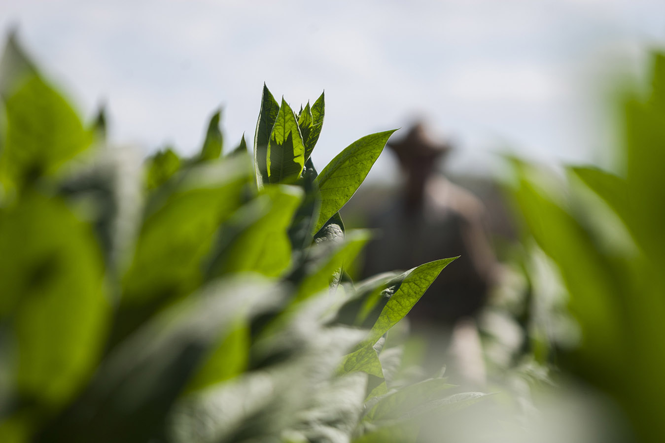 El aroma de la tierra El aroma de la tierra