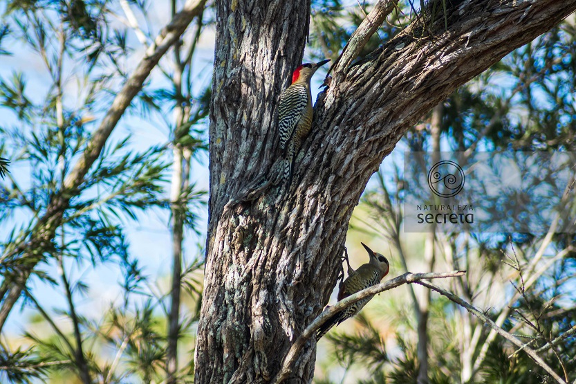 Fauna cubana Fauna cubana