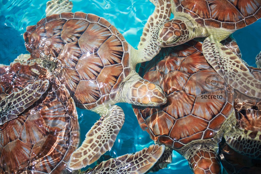 Fauna cubana Fauna cubana