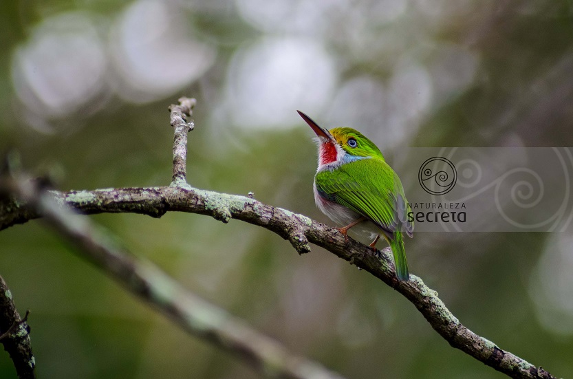 Fauna cubana Fauna cubana