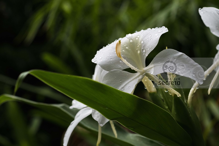 Flora cubana Flora cubana