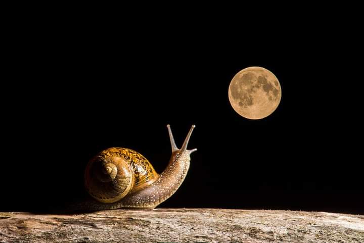 Caracol mirando a la luna