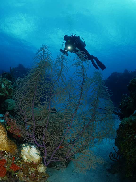 Fondos marinos de la Ciénaga de Zapata Fondos marinos de la Ciénaga de Zapata
