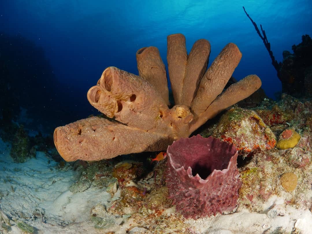 Fondos marinos de la Ciénaga de Zapata Fondos marinos de la Ciénaga de Zapata