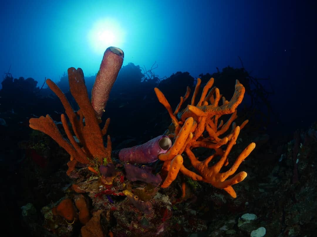 Fondos marinos de la Ciénaga de Zapata Fondos marinos de la Ciénaga de Zapata