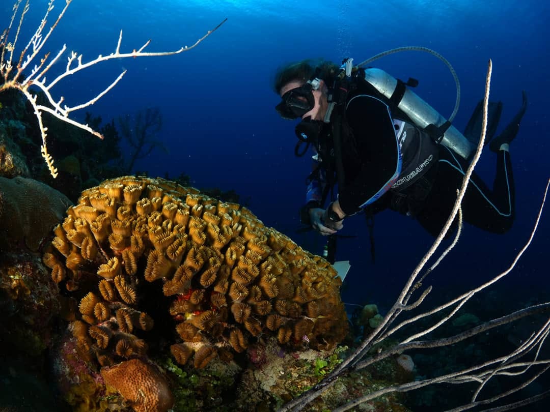 Fondos marinos de la Ciénaga de Zapata Fondos marinos de la Ciénaga de Zapata