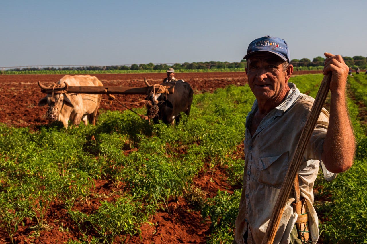 Campesinos cubanos Campesinos cubanos