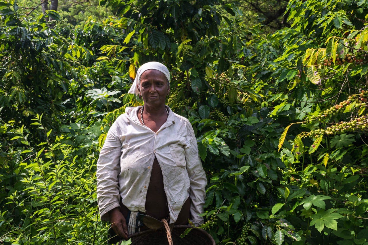 Campesinos cubanos Campesinos cubanos