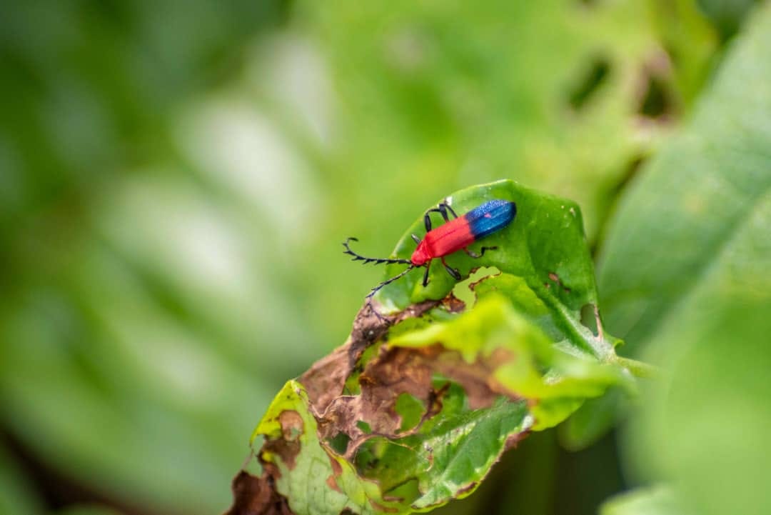 Los insectos figuran entre los animales más exitosos. Los insectos figuran entre los animales más exitosos.