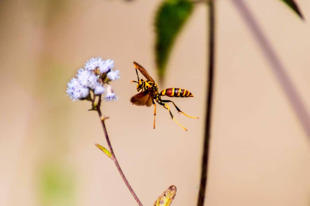 Los insectos figuran entre los animales más exitosos. Los insectos figuran entre los animales más exitosos.