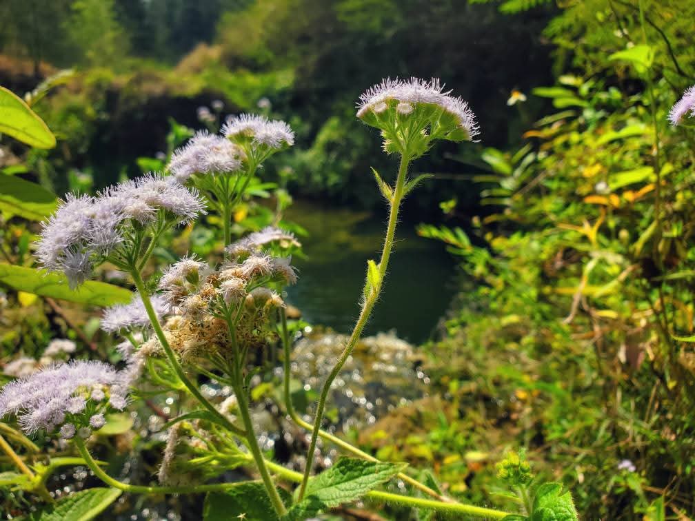 La teoría de la Tierra hueca