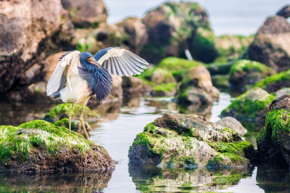 Garza de vientre blanco