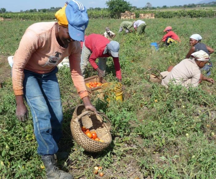 Cooperativas en Cuba
