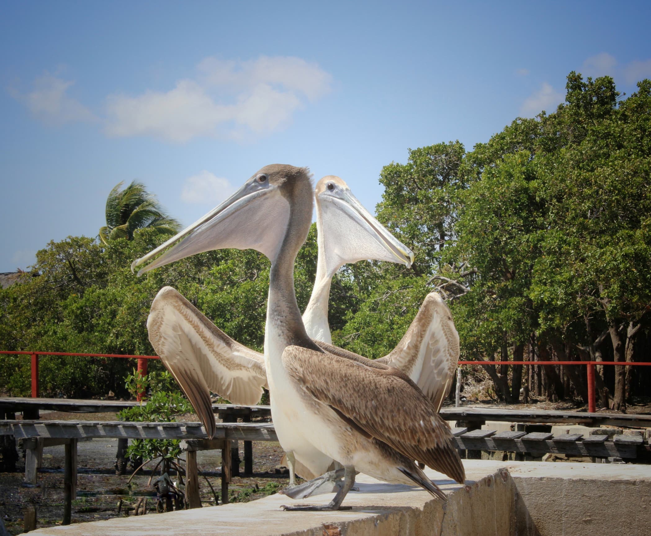 La Venecia de Cuba: Isabela de Sagua 
