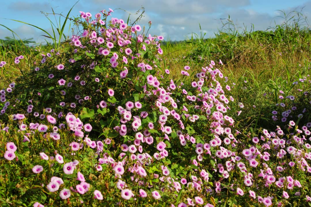 El Batey del tiempo: "Mariana Grajales" 