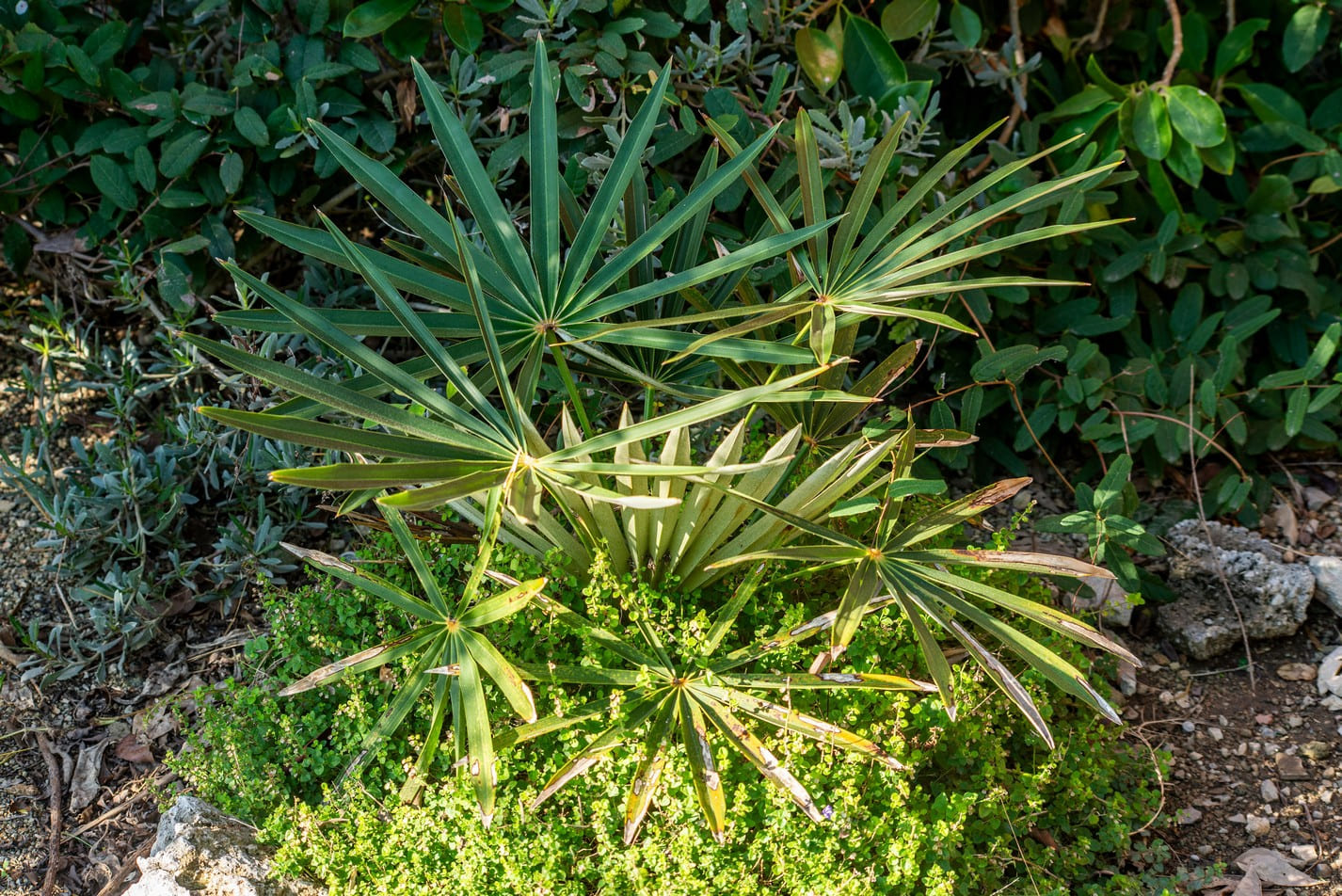 Ocho metros de botánica costera