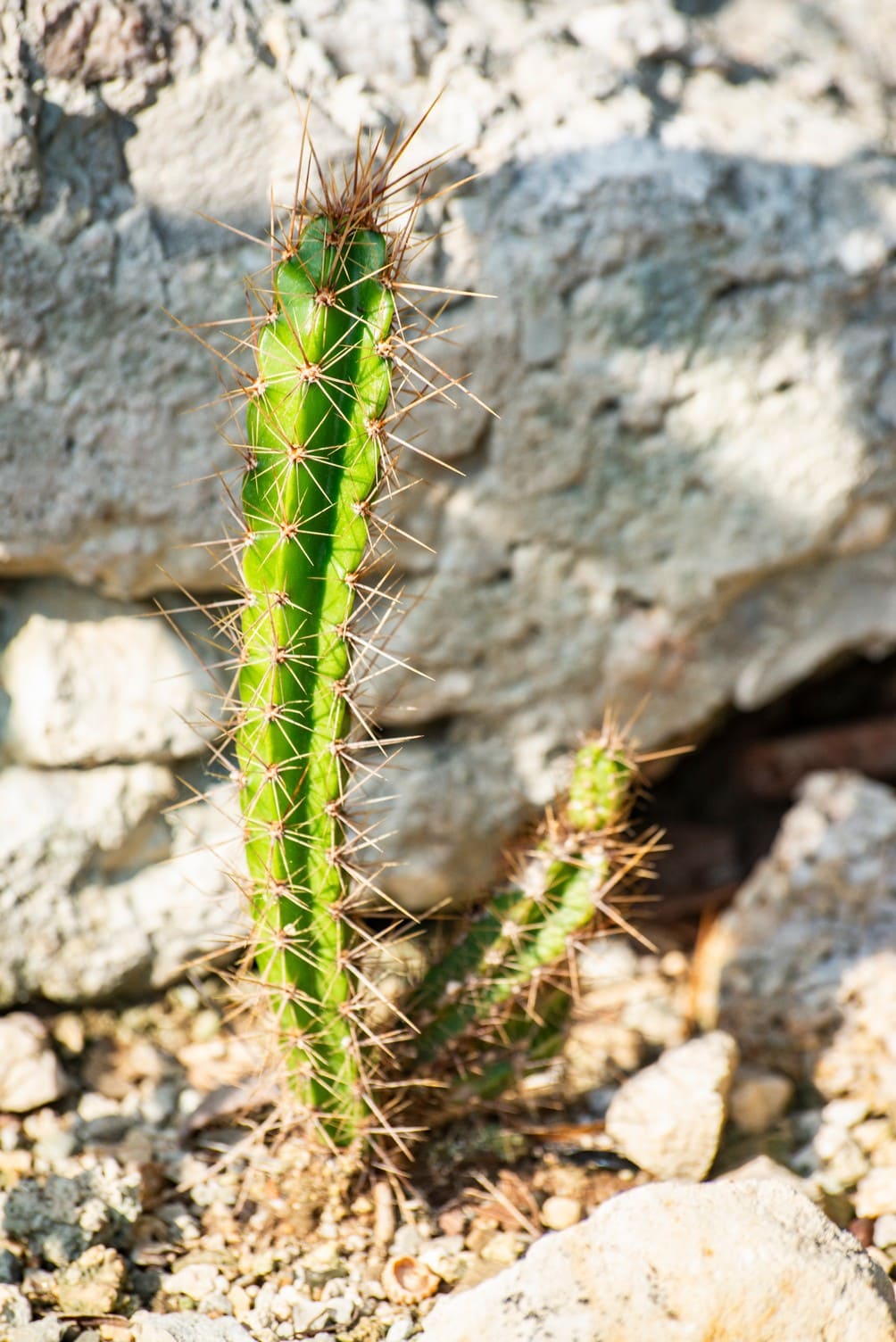 Ocho metros de botánica costera