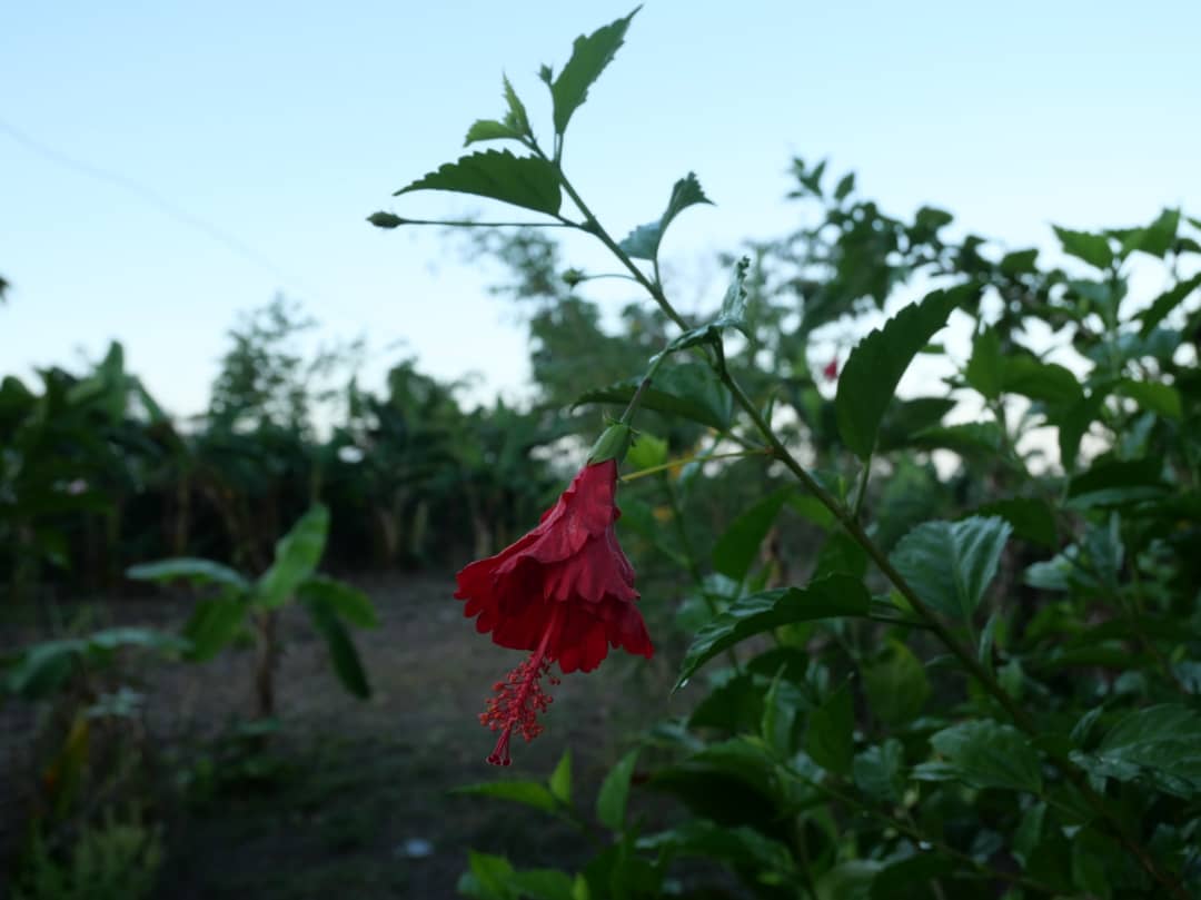 Florido amanecer en la campiña (+Fotos) 