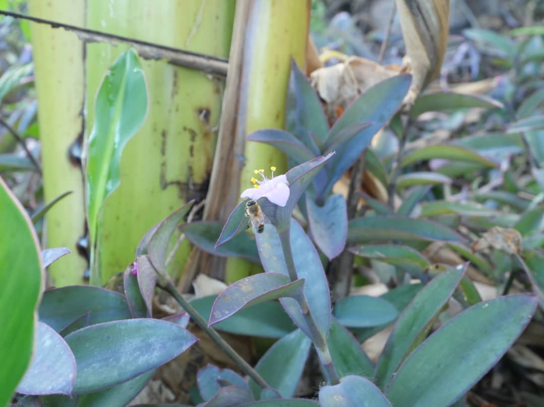 Florido amanecer en la campiña (+Fotos)