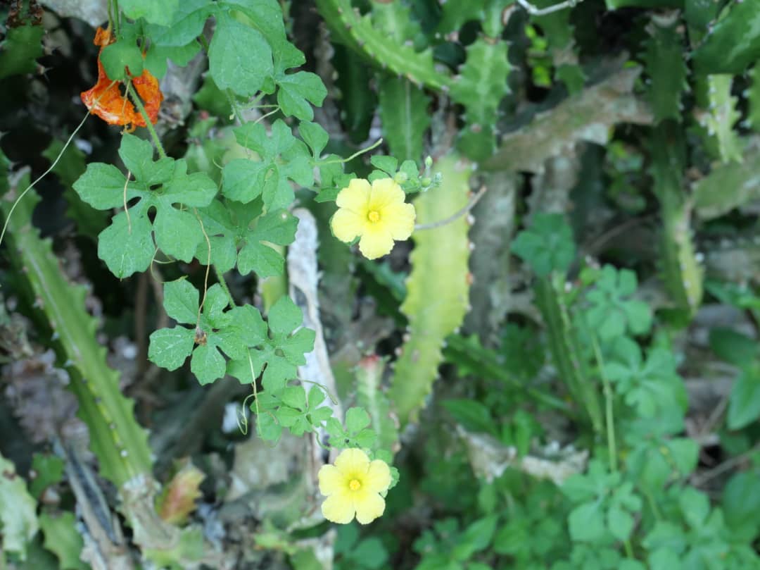 Florido amanecer en la campiña (+Fotos) 