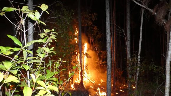 Incendio en área protegida de La Palma Incendio en área protegida de La Palma