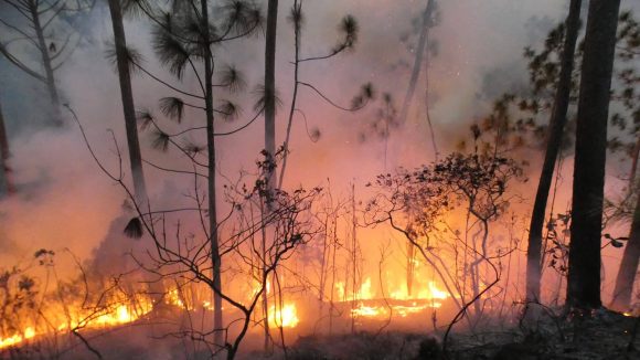Incendio en área protegida de La Palma Incendio en área protegida de La Palma