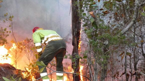 Incendio en área protegida de La Palma Incendio en área protegida de La Palma