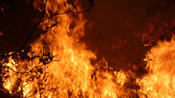 Incendio en área protegida de La Palma Incendio en área protegida de La Palma