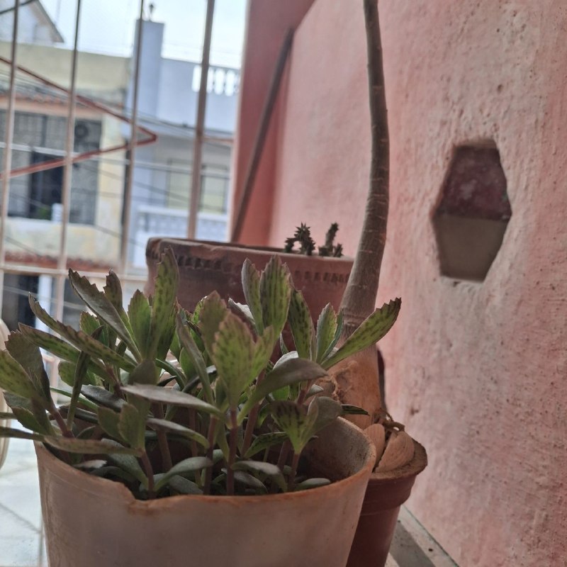 Un pedacito de terraza, que reverdece Un pedacito de terraza, que reverdece